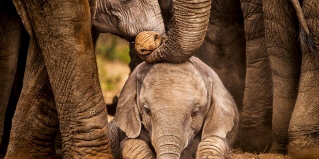 Διασώστης σώζει ελεφαντάκι με καρδιοπνευμονική ανάνηψη