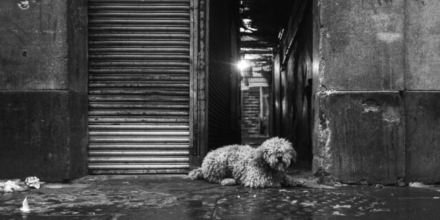 Η χρονιά των καλύτερών μας φίλων