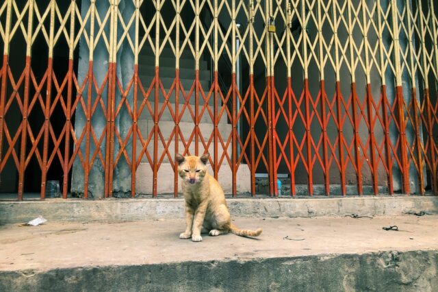 Πάτρα: Προφυλάκιση 23χρονου για σφαγή γάτας
