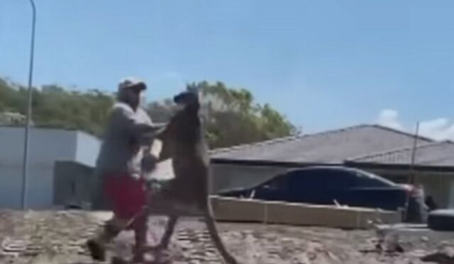 Βίντεο: Καγκουρό δίνει σφαλιάρα σε άνδρα