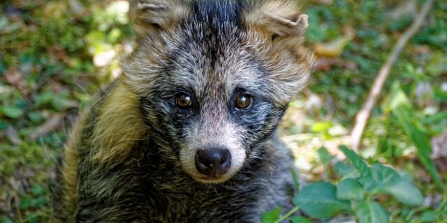 Μπλακ άουτ στα Τρίκαλα εξαιτίας ενός κουναβιού