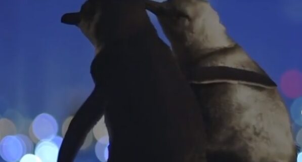 Η συγκινητική αγκαλιά δυο πιγκουίνων που έχασαν τους συντρόφους τους έγινε “χρυσή”