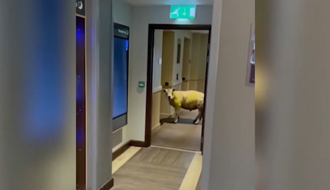 Σκηνές “μεθυσμένου” ονείρου: Πρόβατο μπαίνει σε ξενοδοχείο και περιμένει το ασανσέρ
