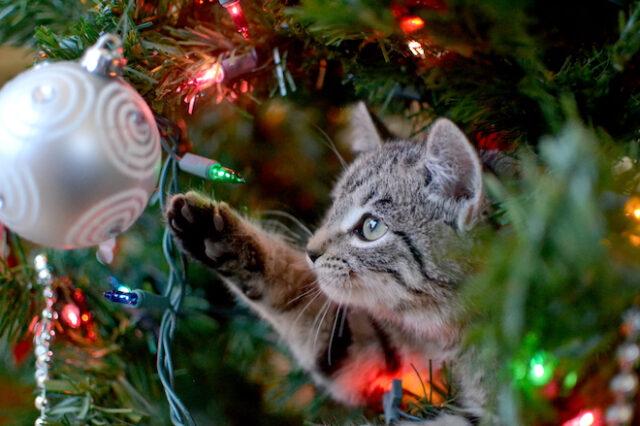 Πώς θα “επιβιώσει” το χριστουγεννιάτικο δέντρο σας αν έχετε γάτα στο σπίτι