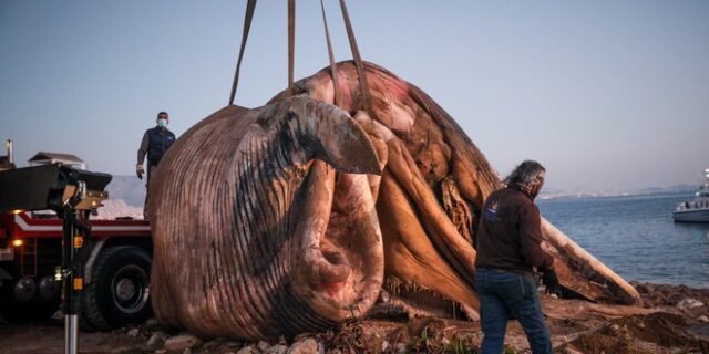 Απίστευτο: Ξεβράστηκε φάλαινα σε παραλία του Πειραιά