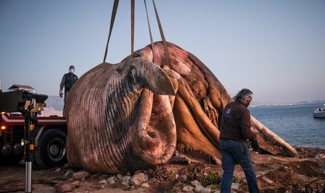 Απίστευτο: Ξεβράστηκε φάλαινα σε παραλία του Πειραιά