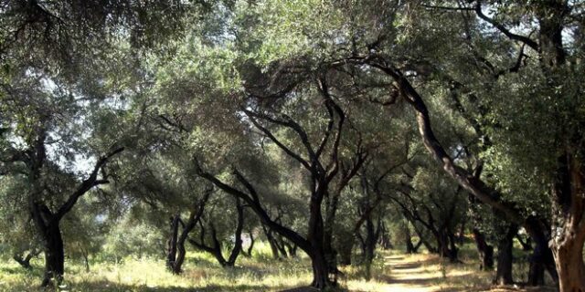 Τραγωδία στην Κρήτη: Νεαρός αγρότης έχασε τη ζωή του επειδή καταπλακώθηκε από κλαδί