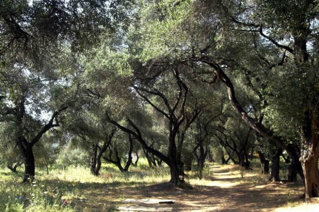 Τραγωδία στην Κρήτη: Νεαρός αγρότης έχασε τη ζωή του επειδή καταπλακώθηκε από κλαδί