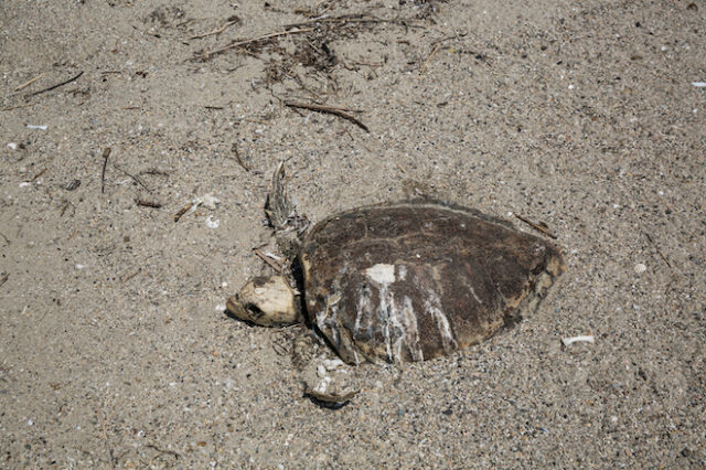 Θεσσαλονίκη: Χελώνα καρέτα – καρέτα βρέθηκε νεκρή