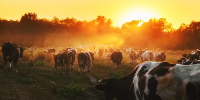 Είσαι πολύ ηθικός για να τρως κρέας. Αλλά πρέπει να εξαφανιστούν οι αγελάδες;