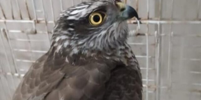 Ηράκλειο: Γεράκι “έκλεψε” τις καρδιές των πυροσβεστών