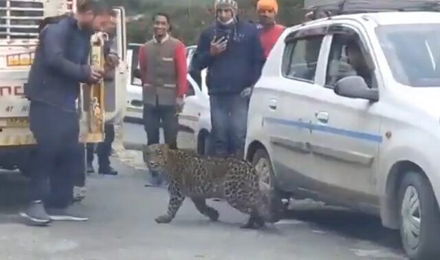 Ινδία: Βίντεο με λεοπάρδαλη που παίζει με ανθρώπους ξεσηκώνει αντιδράσεις