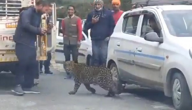 Ινδία: Βίντεο με λεοπάρδαλη που παίζει με ανθρώπους ξεσηκώνει αντιδράσεις