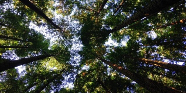 Τράπεζα Πειραιώς: Στρατηγική δέσμευση για την υποστήριξη της βιώσιμης ανάπτυξης