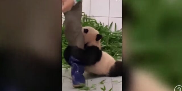 Νότια Κορέα: Το αξιολάτρευτο μωρό πάντα που δεν αφήνει το πόδι του επιστάτη του