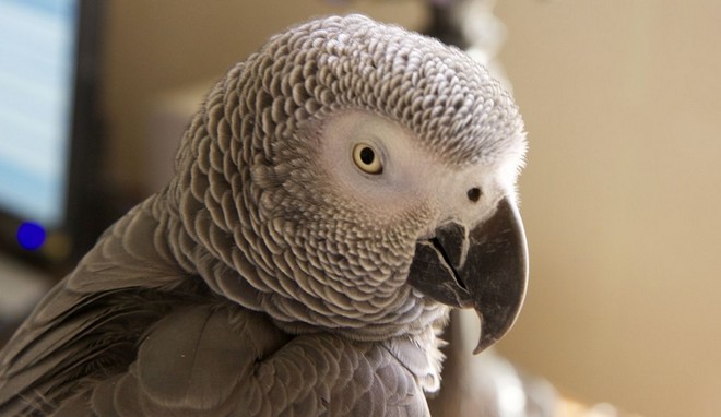 Ο λόγος που οι παπαγάλοι ζουν πολλά χρόνια – και δεν ισχύει για τους ανθρώπους