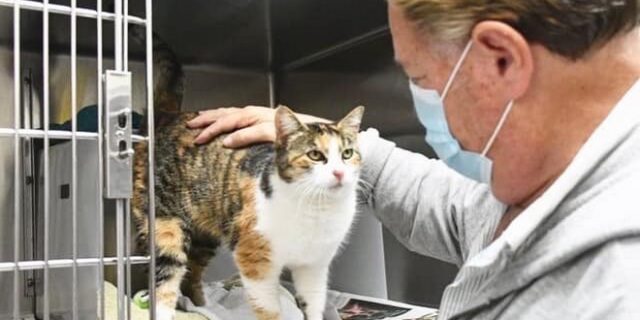 Κορονοϊός: Μεταδίδεται από άνθρωπο σε γάτα, επιβεβαιώνουν οι έρευνες