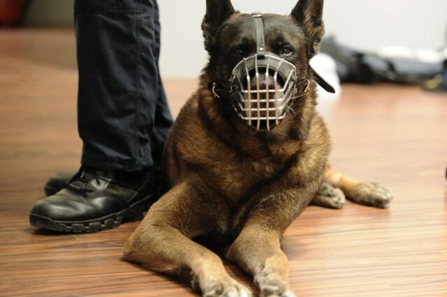 Θεσσαλονίκη: Αστυνομικός σκύλος εντόπισε ναρκωτικά σε διαμέρισμα