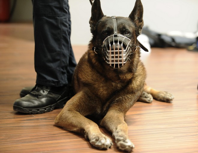 Θεσσαλονίκη: Αστυνομικός σκύλος εντόπισε ναρκωτικά σε διαμέρισμα