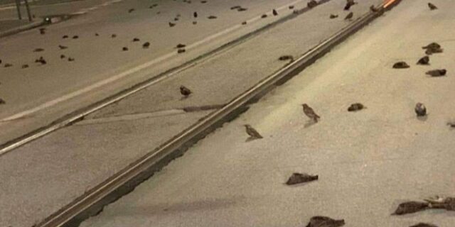 Ρώμη: Εκατοντάδες πουλιά νεκρά, από τα βεγγαλικά
