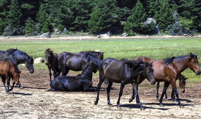 Νέος κανονισμός για τα διαβατήρια ιπποειδών