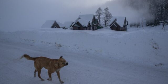 Σώθηκαν από χιονοστιβάδα χάρη στα γαβγίσματα των σκύλων τους