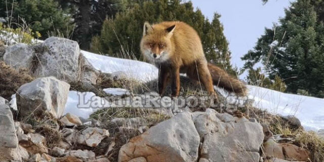 Παρνασσός: Αλεπού “μοντέλο” ποζάρει στο φακό