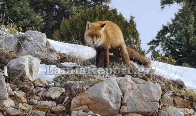 Παρνασσός: Αλεπού “μοντέλο” ποζάρει στο φακό