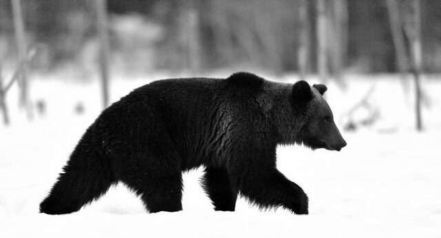 “Κάτι δάγκωσε τον πισινό μου”: Αρκούδα επιτέθηκε σε γυναίκα μέσα σε τουαλέτα