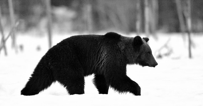 “Κάτι δάγκωσε τον πισινό μου”: Αρκούδα επιτέθηκε σε γυναίκα μέσα σε τουαλέτα