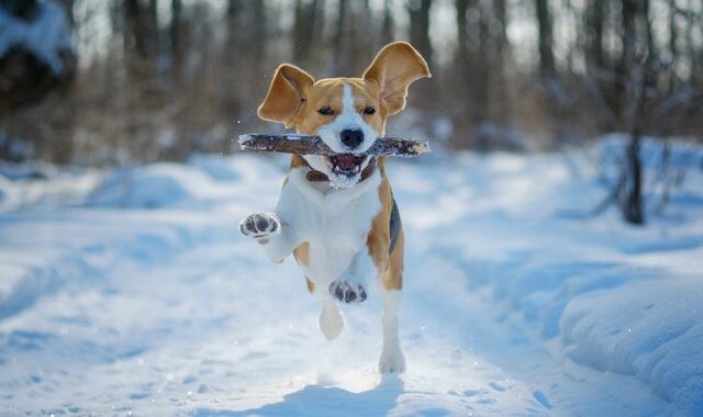 Είναι καλό να πηγαίνεις βόλτα το σκύλο στο χιόνι;