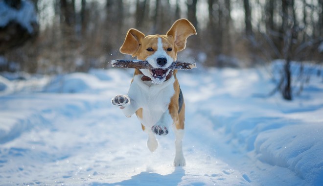 Είναι καλό να πηγαίνεις βόλτα το σκύλο στο χιόνι;