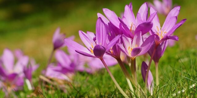 Κολχικίνη σε μεγάλες συγκεντρώσεις στο Colchicum autumnale που φύεται και στην Ελλάδα