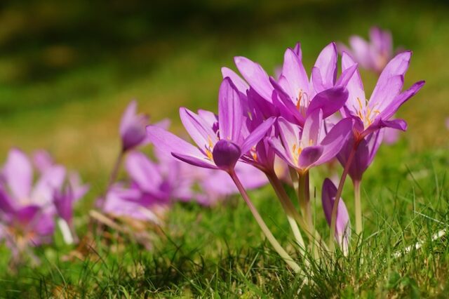 Κολχικίνη σε μεγάλες συγκεντρώσεις στο Colchicum autumnale που φύεται και στην Ελλάδα