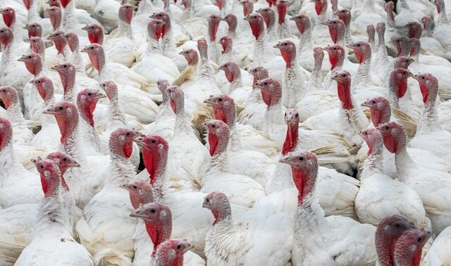 Γερμανία: Προς σφαγή 14.000 γαλοπούλες εξαιτίας της γρίπης των πτηνών