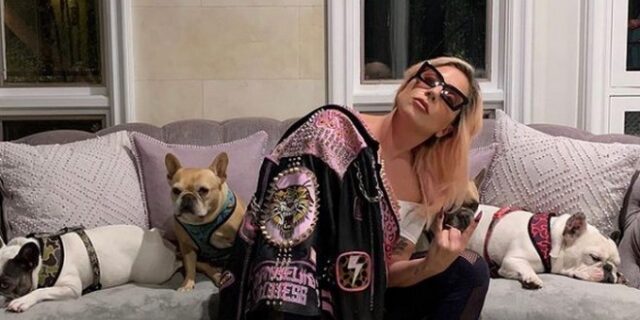 Lady Gaga: Απήγαγαν τα δύο μπουλντόγκ της – Δίνει 500 χιλιάδες δολάρια αμοιβή