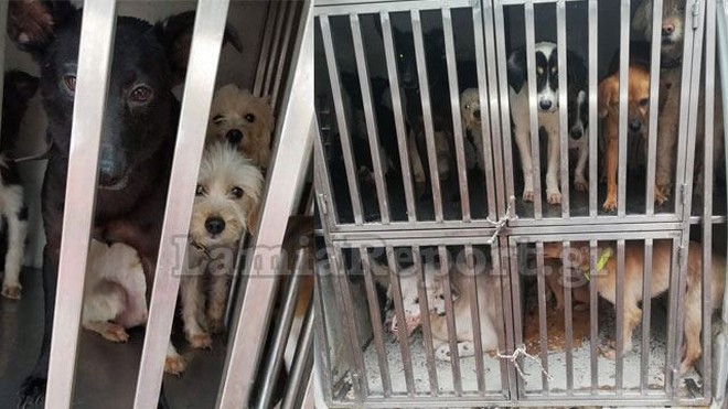 Στυλίδα: Παρέμβαση Εισαγγελέα για υποσιτισμένα σκυλιά μετά από καταγγελία