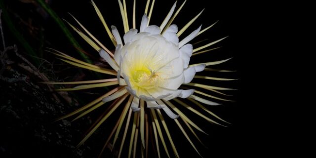 Σπάνιο νυχτολούλουδο άνθισε στον βοτανικό κήπο του πανεπιστημίου του Κέιμπριτζ