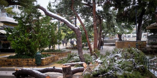 ΚΕΔΕ: Δεν έχουν οι δήμοι την ευθύνη για το κλάδεμα των δέντρων κατά μήκος των γραμμών μεταφοράς ενέργειας