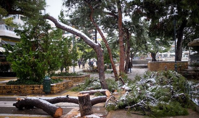 Το χάος με το ποιος καθαρίζει τα δέντρα και τα κλαδιά που “έριξε” η Μήδεια