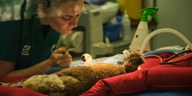 Ιρλανδική παμπ που έκλεισε λόγω lockdown μετατράπηκε σε νοσοκομείο άγριων ζώων