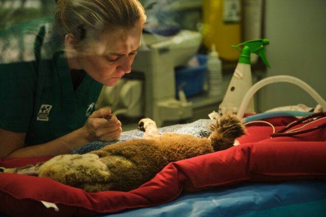 Ιρλανδική παμπ που έκλεισε λόγω lockdown μετατράπηκε σε νοσοκομείο άγριων ζώων