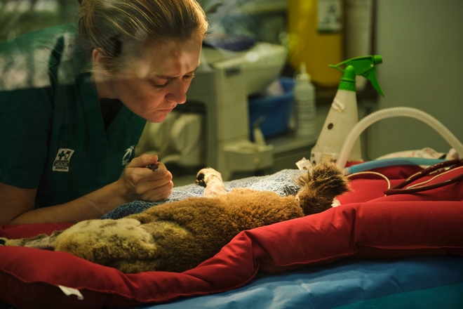 Ιρλανδική παμπ που έκλεισε λόγω lockdown μετατράπηκε σε νοσοκομείο άγριων ζώων
