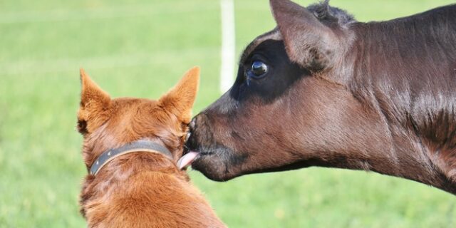 Καναδάς: Ένα νεογέννητο μοσχάρι και ένα κόλεϊ έγιναν οι καλύτεροι φίλοι