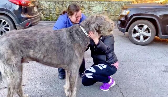 Συγκινητικό  βίντεο: Ο σκύλος – “γίγαντας” Φέργκους επανενώνεται με την οικογένειά του