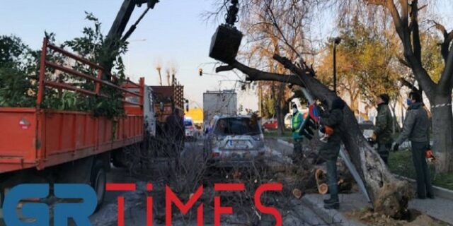 Κακοκαιρία Μήδεια: Δέντρο έπεσε σε φανάρι στη Θεσσαλονίκη