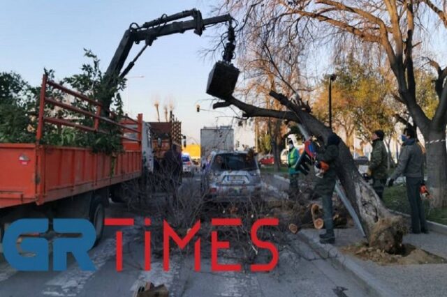 Κακοκαιρία Μήδεια: Δέντρο έπεσε σε φανάρι στη Θεσσαλονίκη
