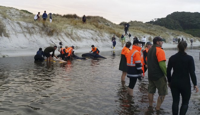 Νέα Ζηλανδία: Εθελοντές διέσωσαν δεκάδες φάλαινες