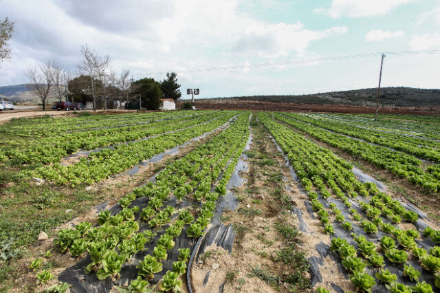 Θεσσαλονίκη: Καταστρέφονται καλλιέργειες με σπαράγγια λόγω απουσίας εργατών γης