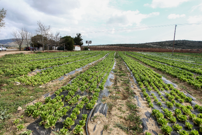Θεσσαλονίκη: Καταστρέφονται καλλιέργειες με σπαράγγια λόγω απουσίας εργατών γης